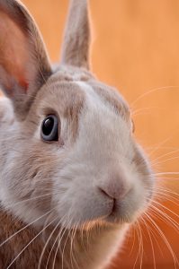 A Care Guide For New Rabbits Housing & Exercise